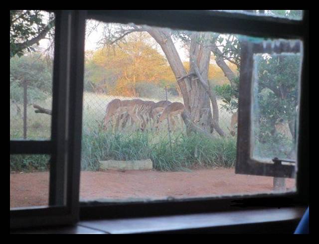 FARM FOR SALE IN LEPHALALE RURAL